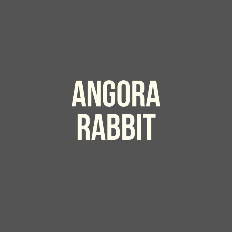 Angora Rabbit – LocalFiber