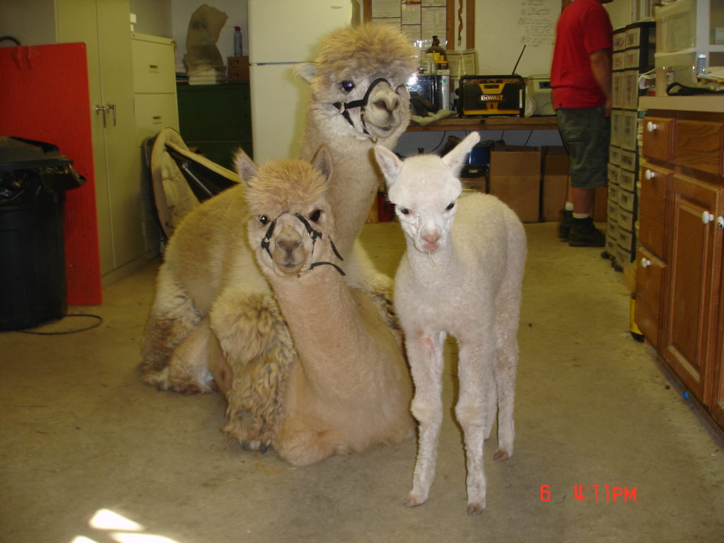 ALPACAS: It's all about the FIBER! – LocalFiber