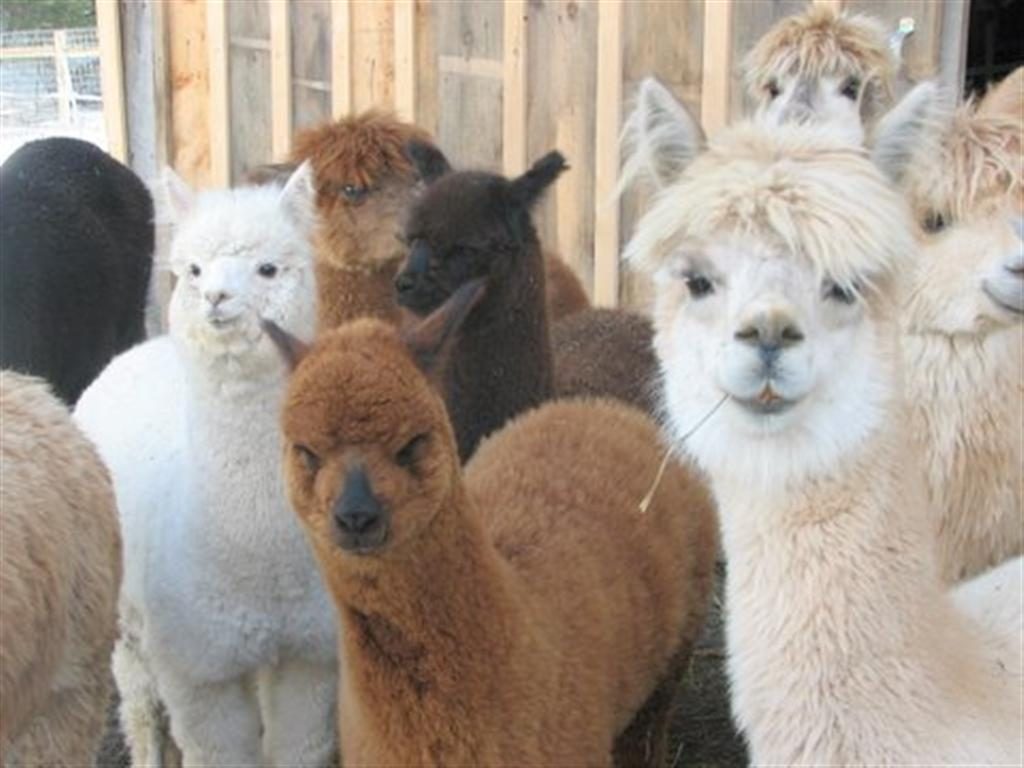 ALPACAS: It's all about the FIBER! – LocalFiber